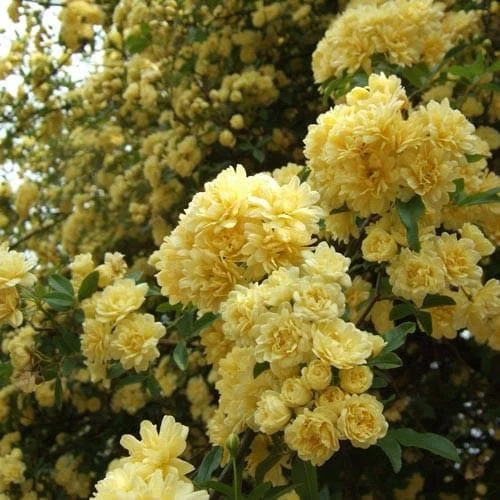 Rosa Banksiae Lutea - Rambling Rose 2 Rosa Banksiae Lutea - Rambling Rose - Image 2