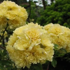 Rosa Banksiae Lutea - Rambling Rose 5 Rosa Banksiae Lutea - Rambling Rose -Future Forests Rosa Banksiae Lutea 3