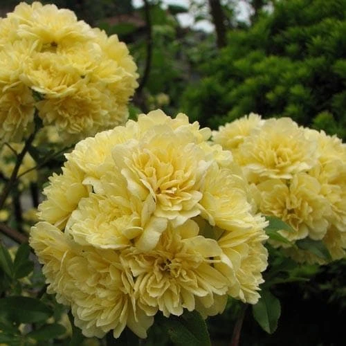 Rosa Banksiae Lutea - Rambling Rose 3 Rosa Banksiae Lutea - Rambling Rose - Image 3