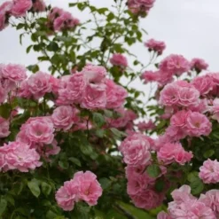 Rosa Bantry Bay - Climbing Rose 5 Rosa Bantry Bay - Climbing Rose -Future Forests Rosa Bantry Bay 3