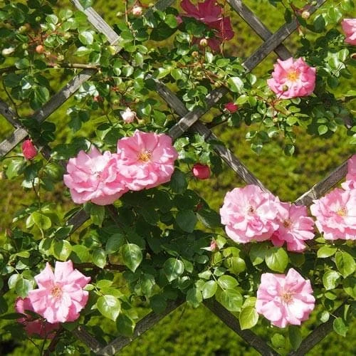 Rosa Bantry Bay - Climbing Rose 4 Rosa Bantry Bay - Climbing Rose - Image 4