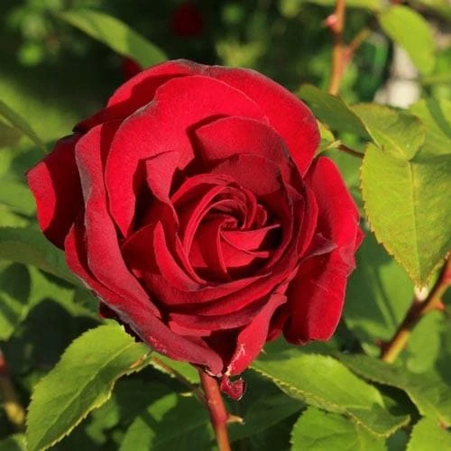 Rosa Benjamin Britten - David Austin Shrub Rose 2 Rosa Benjamin Britten - David Austin Shrub Rose - Image 2