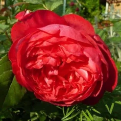 Rosa Benjamin Britten - David Austin Shrub Rose 7 Rosa Benjamin Britten - David Austin Shrub Rose -Future Forests Rosa Benjamin Britten 2