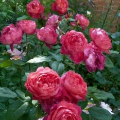 Rosa Benjamin Britten - David Austin Shrub Rose 6 Rosa Benjamin Britten - David Austin Shrub Rose -Future Forests Rosa Benjamin Britten 7