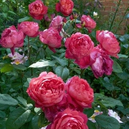 Rosa Benjamin Britten - David Austin Shrub Rose 3 Rosa Benjamin Britten - David Austin Shrub Rose - Image 3