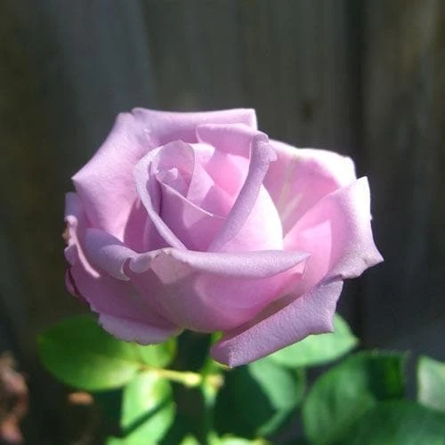 Rosa Blue Moon - Climbing Rose 2 Rosa Blue Moon - Climbing Rose - Image 2