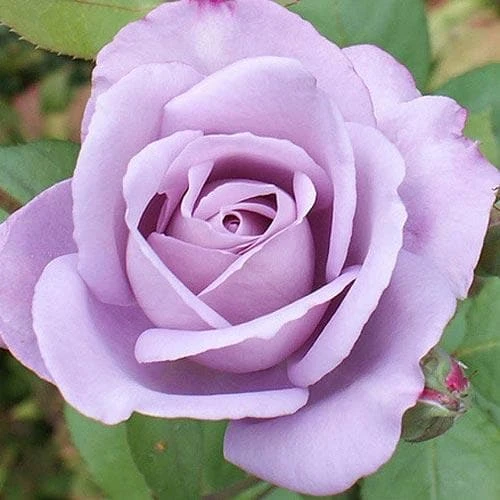 Rosa Blue Moon - Climbing Rose 1 Rosa Blue Moon - Climbing Rose