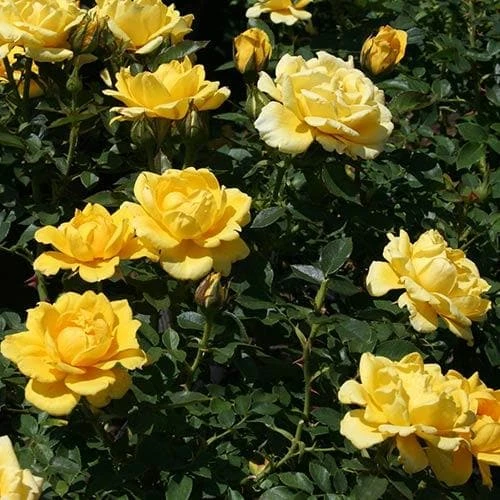 Rosa Easy Going - Floribunda Shrub Rose 1 Rosa Easy Going - Floribunda Shrub Rose