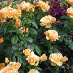 Rosa Easy Going - Floribunda Shrub Rose 8 Rosa Easy Going - Floribunda Shrub Rose -Future Forests Rosa Easy Going 04