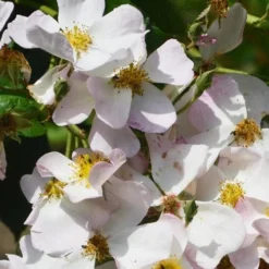 Rosa Francis E. Lester - Rambling Rose 8 Rosa Francis E. Lester - Rambling Rose -Future Forests Rosa Francis E Lester 4