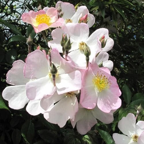 Rosa Francis E. Lester - Rambling Rose 5 Rosa Francis E. Lester - Rambling Rose - Image 5