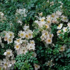 Rosa Grouse - Groundcover Rose -Future Forests Rosa Grouse 03