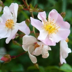 Rosa Grouse - Groundcover Rose -Future Forests Rosa Grouse 06