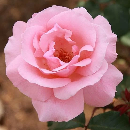 Rosa Queen Elizabeth 1 Rosa Queen Elizabeth