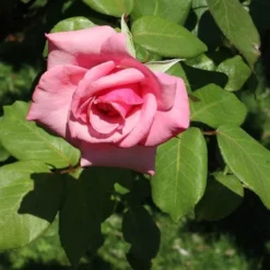 Rosa Queen Elizabeth 6 Rosa Queen Elizabeth -Future Forests Rosa Queen Elizabeth 04