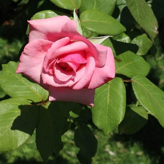 Rosa Queen Elizabeth 3 Rosa Queen Elizabeth - Image 3