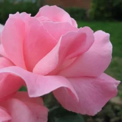 Rosa Queen Elizabeth 7 Rosa Queen Elizabeth -Future Forests Rosa Queen Elizabeth 06