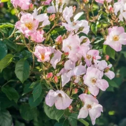 Rosa Rosy Cushion - Modern Shrub Rose -Future Forests Rosa Rosy Cushion 04