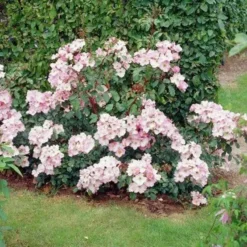 Rosa Rosy Cushion - Modern Shrub Rose -Future Forests Rosa Rosy Cushion 05