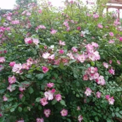 Rosa Rosy Cushion - Modern Shrub Rose -Future Forests Rosa Rosy Cushion 06