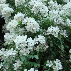 Rosa Sir Cedric Morris - Rambling Rose -Future Forests Rosa Sir Cedric Morris 01