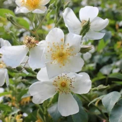 Rosa Sir Cedric Morris - Rambling Rose -Future Forests Rosa Sir Cedric Morris 02