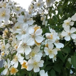 Rosa Sir Cedric Morris - Rambling Rose -Future Forests Rosa Sir Cedric Morris 03