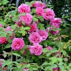Rosa Zéphirine Drouhin - Climbing Rose 10 Rosa Zéphirine Drouhin - Climbing Rose -Future Forests Rosa Zepherine Drouhin 05