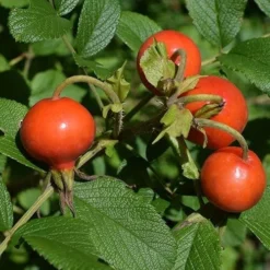 Seaside Hedge Mix 13 Seaside Hedge Mix -Future Forests Rosa rugosa 03