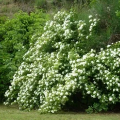 Rosa Banksiae Alba Plena - Rambling Rose -Future Forests RosaBanksiaeAlbaPlena2