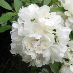 Rosa Banksiae Alba Plena - Rambling Rose -Future Forests RosaBanksiaeAlbaPlena4