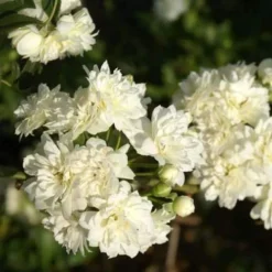 Rosa Banksiae Alba Plena - Rambling Rose -Future Forests RosaBanksiaeAlbaPlena5