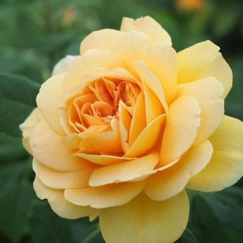 Rosa Golden Celebration - David Austin 1 Rosa Golden Celebration - David Austin