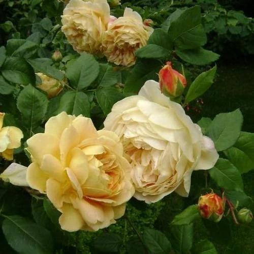 Rosa Golden Celebration - David Austin 2 Rosa Golden Celebration - David Austin - Image 2