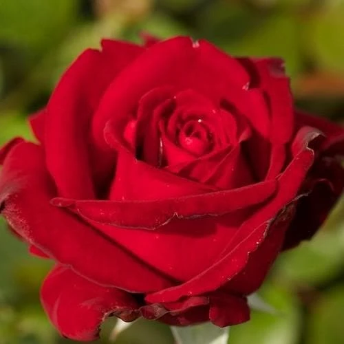 Rosa Ingrid Bergman - Hybrid Tea Shrub Rose 1 Rosa Ingrid Bergman - Hybrid Tea Shrub Rose