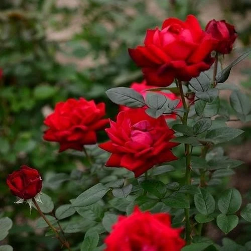 Rosa Ingrid Bergman - Hybrid Tea Shrub Rose 3 Rosa Ingrid Bergman - Hybrid Tea Shrub Rose - Image 3