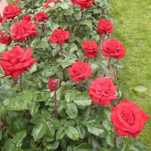 Rosa Ingrid Bergman - Hybrid Tea Shrub Rose 4 Rosa Ingrid Bergman - Hybrid Tea Shrub Rose - Image 4