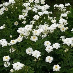 Rosa Kent (Pyrenees) - Groundcover Rose -Future Forests RosaKentNo3