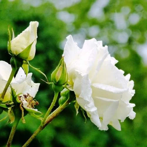 Rosa Paul's Lemon Pillar - Climbing Rose 3 Rosa Paul's Lemon Pillar - Climbing Rose - Image 3