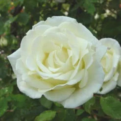 Rosa Paul's Lemon Pillar - Climbing Rose