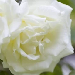 Rosa Paul's Lemon Pillar - Climbing Rose 9 Rosa Paul's Lemon Pillar - Climbing Rose -Future Forests RosaPaulsLemonPillar5