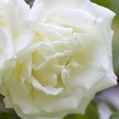 Rosa Paul's Lemon Pillar - Climbing Rose 5 Rosa Paul's Lemon Pillar - Climbing Rose - Image 5