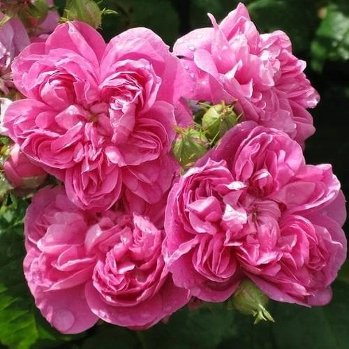 Rosa De Rescht - Old Shrub Rose 4 Rosa De Rescht - Old Shrub Rose - Image 4