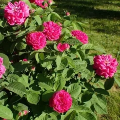 Rosa De Rescht - Old Shrub Rose 11 Rosa De Rescht - Old Shrub Rose -Future Forests RosaRosadeReschtNo5