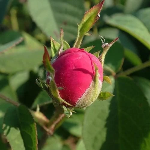 Rosa De Rescht - Old Shrub Rose 2 Rosa De Rescht - Old Shrub Rose - Image 2