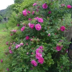 Rosa Exception (Rotes Meer) - Rugosa Rose 5 Rosa Exception (Rotes Meer) - Rugosa Rose -Future Forests RosaRugosaException1