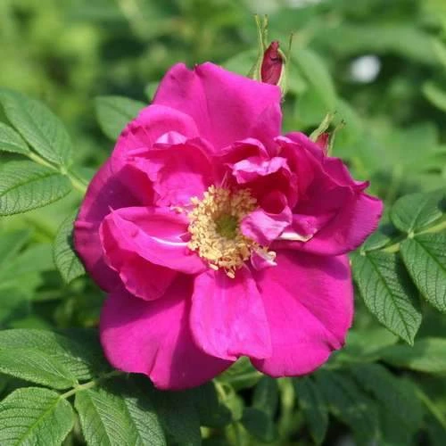 Rosa Exception (Rotes Meer) - Rugosa Rose 2 Rosa Exception (Rotes Meer) - Rugosa Rose - Image 2