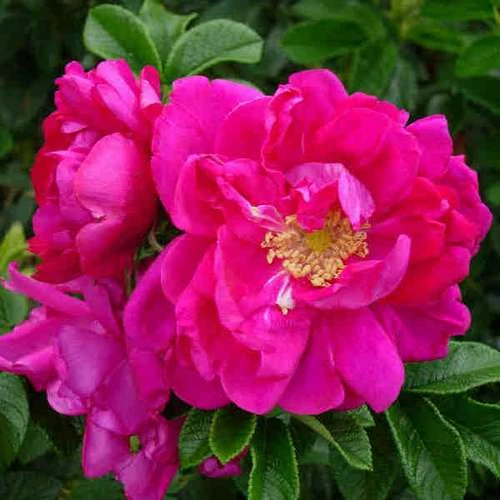 Rosa Exception (Rotes Meer) - Rugosa Rose 1 Rosa Exception (Rotes Meer) - Rugosa Rose