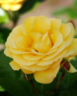 Rosa Arthur Bell - Floribunda Shrub Rose -Future Forests Rosa Arthur Bell 1 scaled