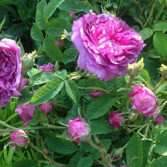 Rosa Belle De Crecy - Old Gallica Shrub Rose 2 Rosa Belle De Crecy - Old Gallica Shrub Rose - Image 2